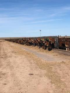 Kolbs Dairy Sales 037