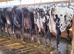 Kolbs Dairy Sales 006