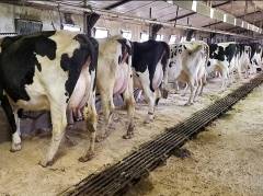 Kolbs Dairy Sales 061