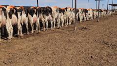 Kolbs Dairy Sales 071